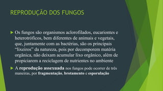 REPRODUÇÃO DOS FUNGOS
 Os fungos são organismos aclorofilados, eucariontes e
heterotróficos, bem diferentes de animais e vegetais,
que, juntamente com as bactérias, são os principais
“lixeiros” da natureza, pois por decomporem matéria
orgânica, não deixam acumular lixo orgânico, além de
propiciarem a reciclagem de nutrientes no ambiente
 A reprodução assexuada nos fungos pode ocorrer de três
maneiras, por fragmentação, brotamento e esporulação
 
