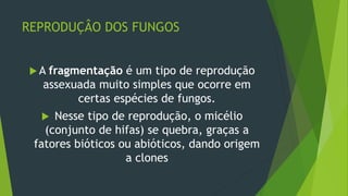 REPRODUÇÂO DOS FUNGOS
 A fragmentação é um tipo de reprodução
assexuada muito simples que ocorre em
certas espécies de fungos.
 Nesse tipo de reprodução, o micélio
(conjunto de hifas) se quebra, graças a
fatores bióticos ou abióticos, dando origem
a clones
 