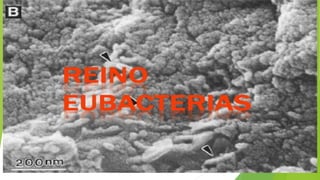 Reino eubacteria