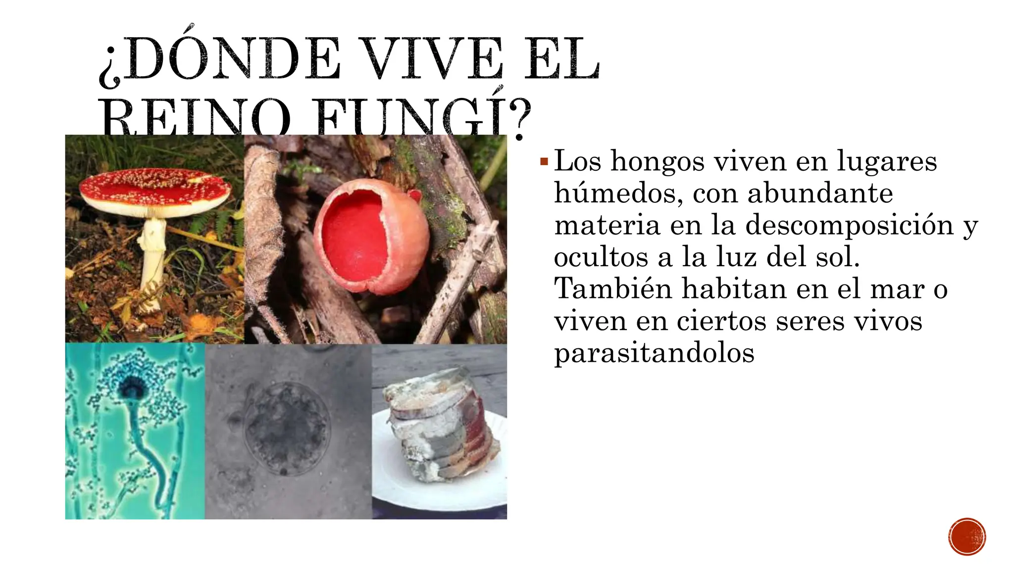 Reino Fungí (1) corregida actividad para la clase de ciencias dirigida a  todos los bachilleres de medicina | PPTX