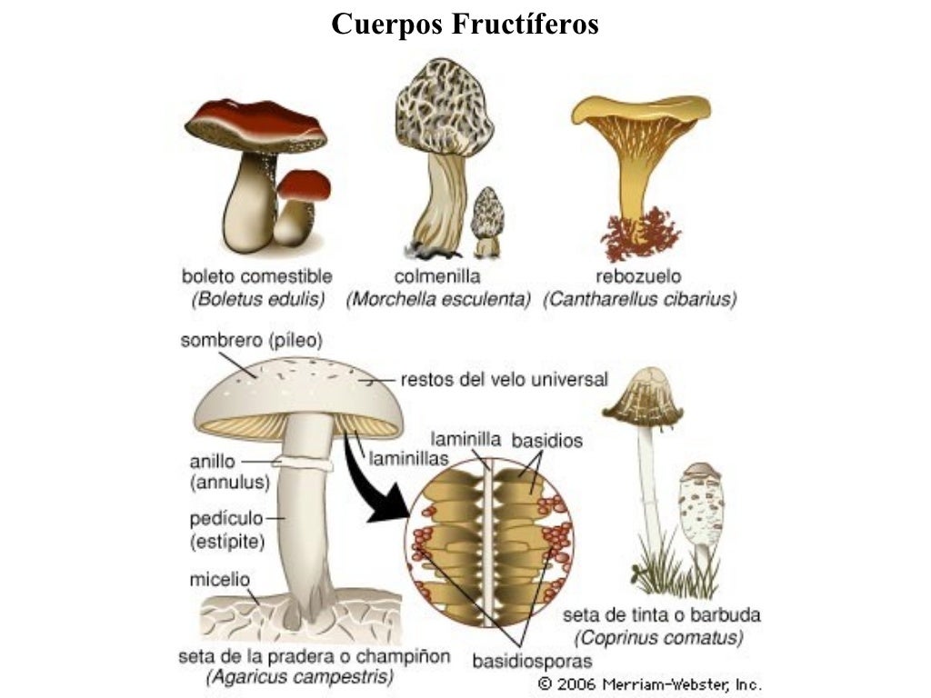 Reino Fungi