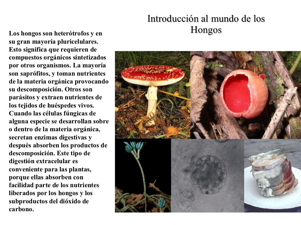 Cite Dois Exemplos De Representantes Do Reino Fungi