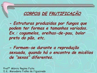 CORPOS   DE   FRUTIFICAÇÃO - Estruturas produzidas por fungos que podem ter formas e tamanhos variados. Ex.: cogumelos, orelhas-de-pau, bolor preto do pão, etc. - Formam-se durante a reprodução sexuada, quando há o encontro de micélios de “sexos” diferentes. 