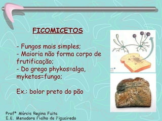 FICOMICETOS   - Fungos mais simples; - Maioria não forma corpo de frutificação; - Do grego phykos=alga, myketos=fungo; Ex.: bolor preto do pão 