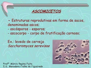 ASCOMICETOS -  Estruturas reprodutivas em forma de sacos, denominadas ascos; - ascósporos - esporos; - ascocarpo - corpo de frutificação carnoso; Ex.: levedo de cerveja  Saccharomyces serevisae 