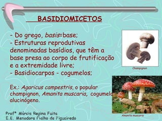 BASIDIOMICETOS -  Do grego,  basis =base; - Estruturas reprodutivas denominadas basídios, que têm a base presa ao corpo de frutificação e a extremidade livre; - Basidiocarpos - cogumelos; Ex.:  Agaricus campestris , o popular champignon,  Amanita muscaria ,  cogumelo alucinógeno. Champignon Amanita muscaria   
