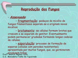 Reprodução   dos   Fungos -  Assexuada : -  fragmentação :  pedaços do micélio de fungos filamentosos separam-se e originam novos micélios; -  brotamento : a s células formam brotos que crescem e se separam do genitor; Eventualmente podem permanecer grudadas formando longas cadeias de células; -  esporulação :  processo de formação de esporos (células com paredes resistentes)   apresentada por muitos fungos, que, ao germinarem produzem hifas; 