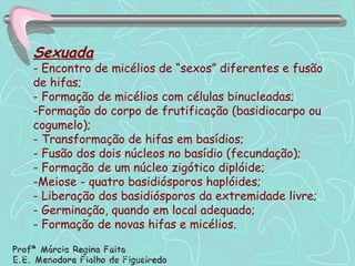 Sexuada - Encontro de micélios de “sexos” diferentes e fusão de hifas; - Formação de micélios com células binucleadas; Formação do corpo de frutificação (basidiocarpo ou cogumelo); - Transformação de hifas em basídios; - Fusão dos dois núcleos no basídio (fecundação); - Formação de um núcleo zigótico diplóide; Meiose - quatro basidiósporos haplóides; - Liberação dos basidiósporos da extremidade livre; - Germinação, quando em local adequado; - Formação de novas hifas e micélios. 
