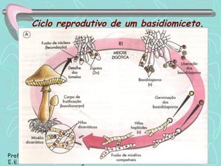 Ciclo reprodutivo de um basidiomiceto. 