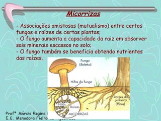 Micorrizas - Associações amistosas (mutualismo) entre certos fungos e raízes de certas plantas; - O fungo aumenta a capacidade da raiz em absorver sais minerais escassos no solo; - O fungo também se beneficia obtendo nutrientes das raízes. 