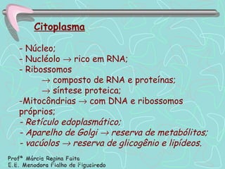 Citoplasma - Núcleo; - Nucléolo    rico em RNA; - Ribossomos     composto de RNA e proteínas;    síntese proteica; Mitocôndrias    com DNA e ribossomos próprios; - Retículo edoplasmático; - Aparelho de Golgi    reserva de metabólitos; - vacúolos    reserva de glicogênio e lipídeos. 