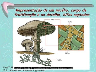 Representação de um micélio, corpo de  frutificação e no detalhe, hifas septadas 