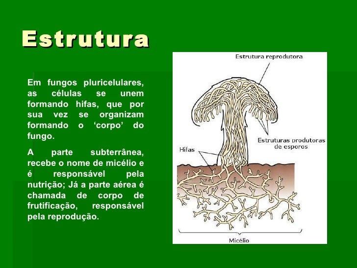 Cite Dois Exemplos De Representantes Do Reino Fungi