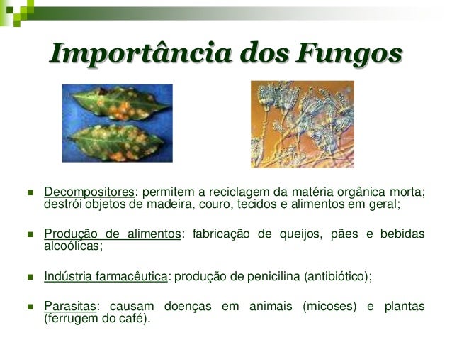 Reino fungi
