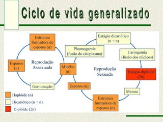 Estrutura                        Estágio dicariótico
             formadora de                             (n + n)
              esporos (n)         Plasmogamia
                              (fusão do citoplasma)               Cariogamia
                                                              (fusão dos núcleos)
Esporos     Reprodução
  (n)       Assexuada       Micélio
                                              Reprodução
                             (n)                                  Estágio diplóide
                                               Sexuada
                                                                        (2n)

             Germinação         Esporos (n)
                                                                 Meiose
 Haplóide (n)
                                                Estrutura
 Dicariótico (n + n)                          formadora de
 Diplóide (2n)                                 esporos (n)
 