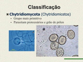 Classificação
Chytridiomycota (Chytridiomicetos)
   Grupo mais primitivo
   Parasitam protozoários e grão de pólen
 