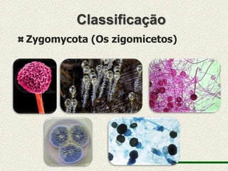 Classificação
Zygomycota (Os zigomicetos)
 