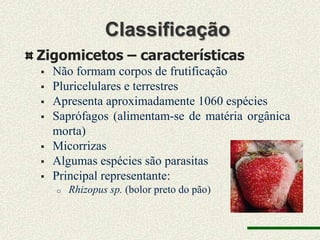 Classificação
Zigomicetos – características
   Não formam corpos de frutificação
   Pluricelulares e terrestres
   Apresenta aproximadamente 1060 espécies
   Saprófagos (alimentam-se de matéria orgânica
    morta)
   Micorrizas
   Algumas espécies são parasitas
   Principal representante:
    o   Rhizopus sp. (bolor preto do pão)
 