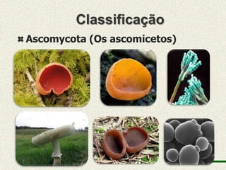 Classificação
Ascomycota (Os ascomicetos)
 