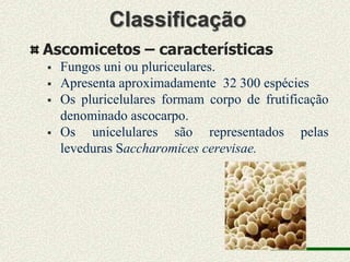 Classificação
Ascomicetos – características
   Fungos uni ou pluriceulares.
   Apresenta aproximadamente 32 300 espécies
   Os pluricelulares formam corpo de frutificação
    denominado ascocarpo.
   Os unicelulares são representados pelas
    leveduras Saccharomices cerevisae.
 