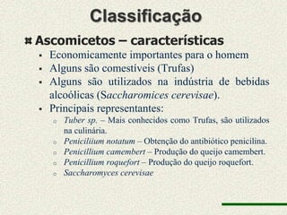 Classificação
Ascomicetos – características
   Economicamente importantes para o homem
   Alguns são comestíveis (Trufas)
   Alguns são utilizados na indústria de bebidas
    alcoólicas (Saccharomices cerevisae).
   Principais representantes:
    o   Tuber sp. – Mais conhecidos como Trufas, são utilizados
        na culinária.
    o   Peniciliium notatum – Obtenção do antibiótico penicilina.
    o   Penicillium camembert – Produção do queijo camembert.
    o   Penicillium roquefort – Produção do queijo roquefort.
    o   Saccharomyces cerevisae
 