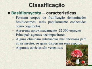 Classificação
Basidiomycota – características
   Formam corpos de frutificação denominados
    basidiocarpos, mais popularmente conhecidos
    como cogumelos.
   Apresenta aproximadamente 22 300 espécies
   Principais agentes decompositores
   Alguns eliminam substâncias mal cheirosas para
    atrair insetos, os quais dispersam seus esporos.
   Algumas espécies são venenosas
 