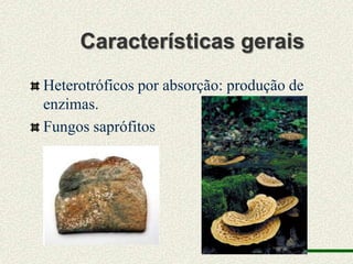 Características gerais
Heterotróficos por absorção: produção de
enzimas.
Fungos saprófitos
 