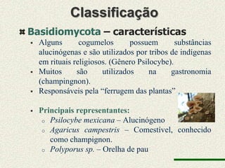 Classificação
Basidiomycota – características
   Alguns       cogumelos       possuem       substâncias
    alucinógenas e são utilizados por tribos de indígenas
    em rituais religiosos. (Gênero Psilocybe).
   Muitos      são     utilizados     na    gastronomia
    (champingnon).
   Responsáveis pela “ferrugem das plantas”

   Principais representantes:
     o Psilocybe mexicana – Alucinógeno
     o Agaricus campestris – Comestível, conhecido
       como champignon.
     o Polyporus sp. – Orelha de pau
 
