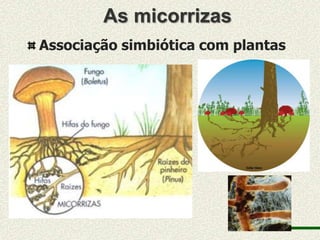 As micorrizas
Associação simbiótica com plantas
 