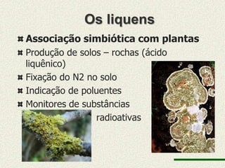 Os liquens
Associação simbiótica com plantas
Produção de solos – rochas (ácido
liquênico)
Fixação do N2 no solo
Indicação de poluentes
Monitores de substâncias
                radioativas
 