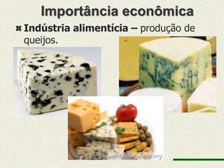 Importância econômica
Indústria alimentícia – produção de
queijos.
 