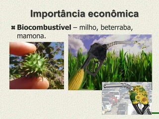 Importância econômica
Biocombustível – milho, beterraba,
mamona.
 