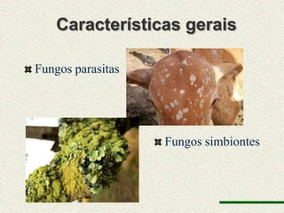 Características gerais

Fungos parasitas




                   Fungos simbiontes
 