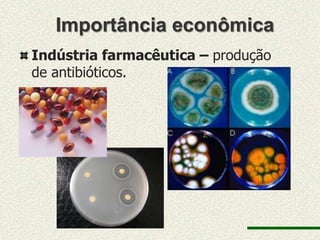 Importância econômica
Indústria farmacêutica – produção
de antibióticos.
 