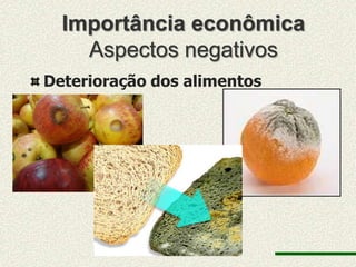 Importância econômica
    Aspectos negativos
Deterioração dos alimentos
 
