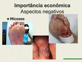 Importância econômica
    Aspectos negativos
Micoses
 