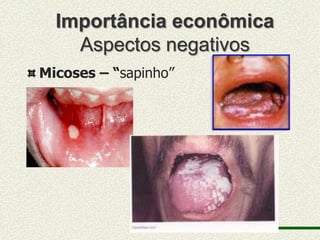 Importância econômica
    Aspectos negativos
Micoses – “sapinho”
 