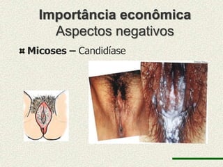 Importância econômica
    Aspectos negativos
Micoses – Candidíase
 