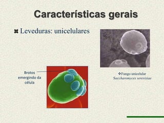 Características gerais
 Leveduras: unicelulares




  Brotos                     Fungo unicelular
emergindo da               Saccharomyces serevisiae
   célula
 