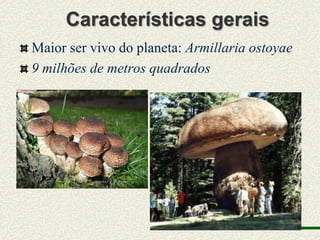 Características gerais
Maior ser vivo do planeta: Armillaria ostoyae
9 milhões de metros quadrados
 