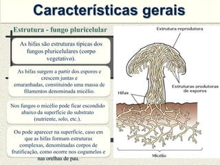 Características gerais
 Estrutura - fungo pluricelular
    As hifas são estruturas típicas dos
      fungos pluricelulares (corpo
               vegetativo).

  As hifas surgem a partir dos esporos e
             crescem juntas e
 emaranhadas, constituindo uma massa de
     filamentos denominada micélio.

Nos fungos o micélio pode ficar escondido
    abaixo da superfície do substrato
         (nutriente, solo, etc.).

 Ou pode aparecer na superfície, caso em
       que as hifas formam estruturas
    complexas, denominadas corpos de
frutificação, como ocorre nos cogumelos e
             nas orelhas de pau.
 