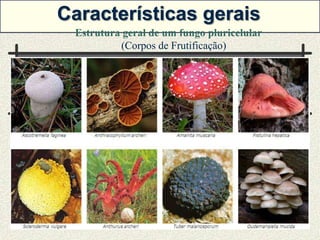 Características gerais
 Estrutura geral de um fungo pluricelular
          (Corpos de Frutificação)
 