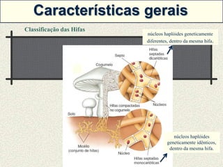Características gerais
Classificação das Hifas
                          núcleos haplóides geneticamente
                          diferentes, dentro da mesma hifa.




                                      núcleos haplóides
                                   geneticamente idênticos,
                                    dentro da mesma hifa.
 