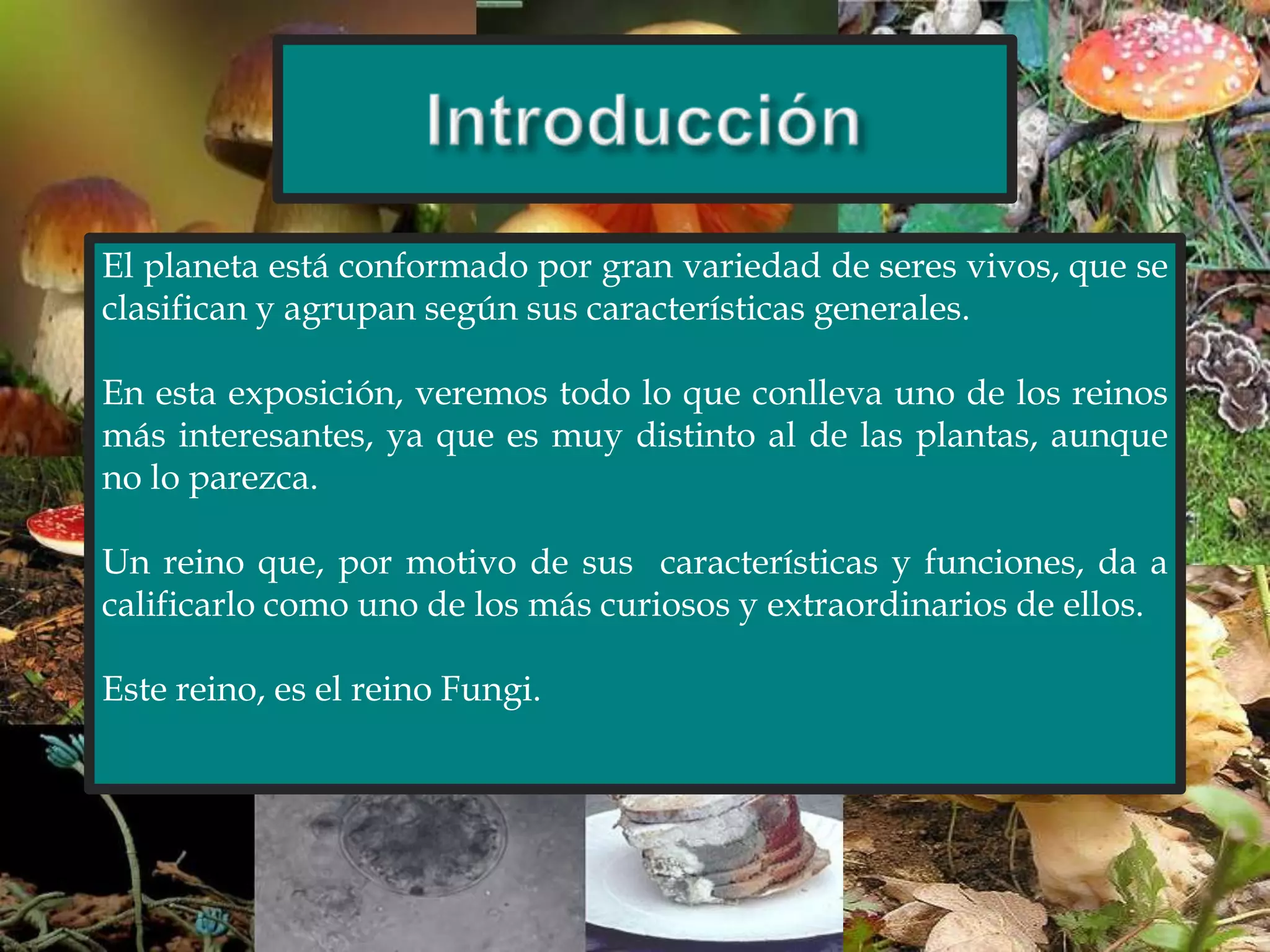 Reino fungi . | PPTX