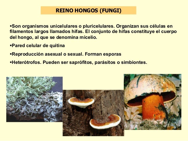 Reino fungi