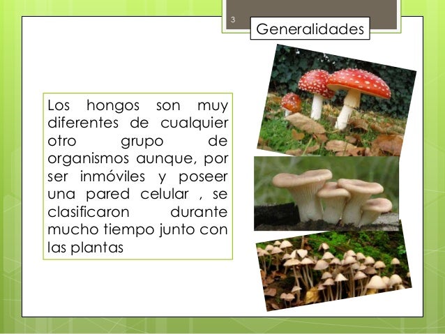 Terkini Como Se Llama El Profesional Que Estudia El Reino Fungi
