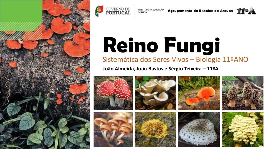 Cite Dois Exemplos De Representantes Do Reino Fungi