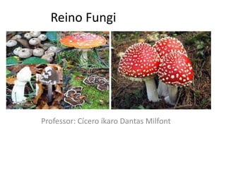 Reino Fungi
Professor: Cícero íkaro Dantas Milfont
 