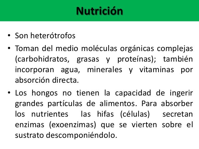 Reino fungi