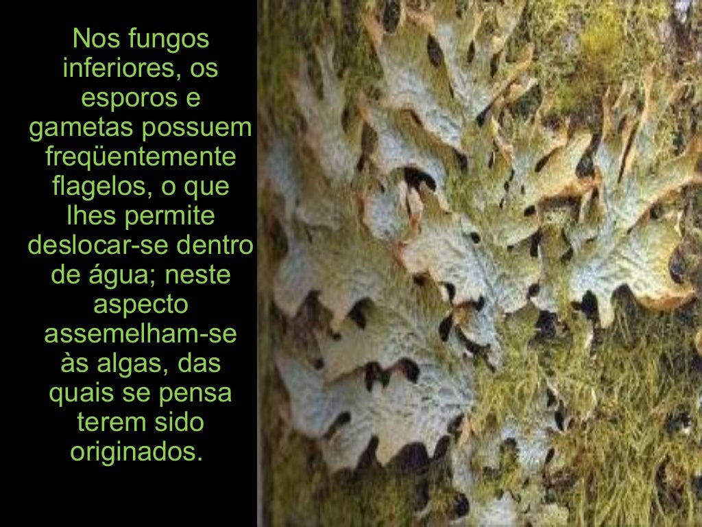 Reino fungi